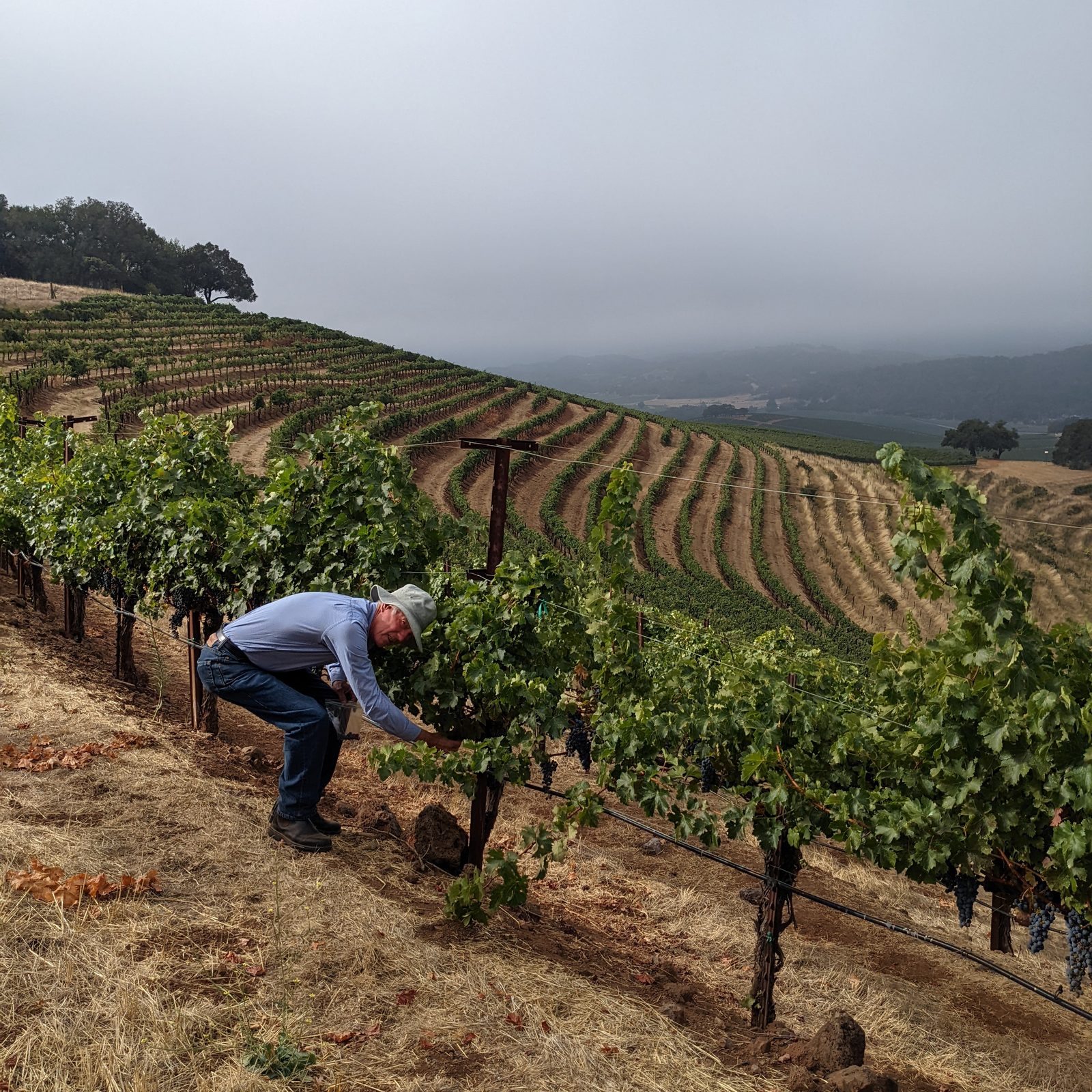Sampling Cabernet Sauvignon on the steep Wildwood terraces high in the Mayacamas